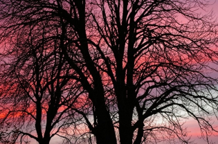 “Under the Spreading Chestnut Tree”… I Forgot My History